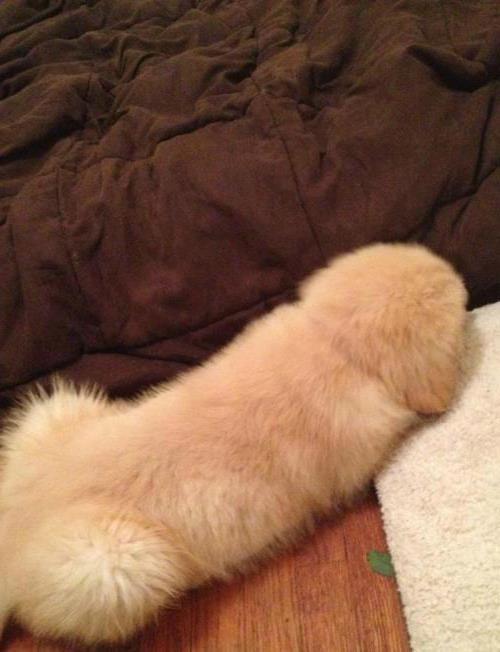 Penis Puppy