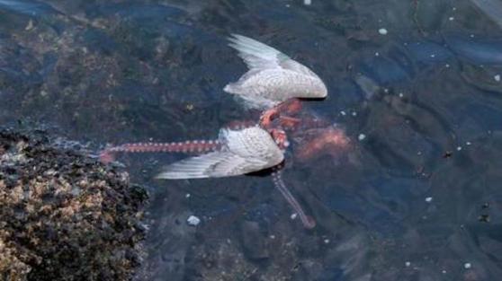 Aquatic Dragon off the coast of Victoria Aquatic Dragon off the coast of Victoria