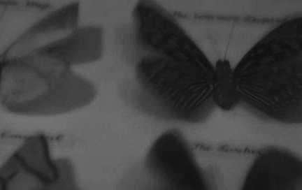 Butterflies aren't free, clearly