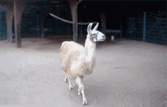 Fabulous llama iz fabulous!
