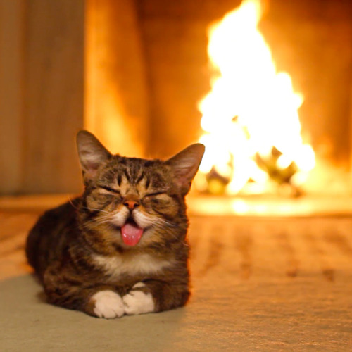 Lil Bub rules yule