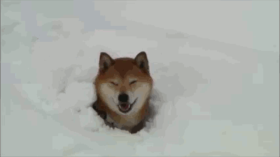 Snow Doge very feels