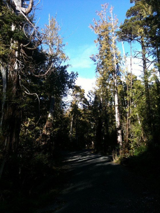 OpHippie My Driveway