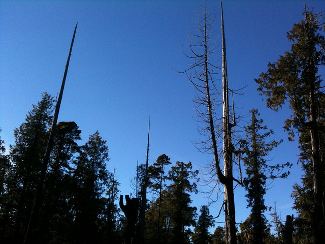Skyline, not-ucluelet