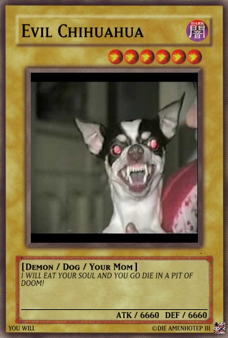 Evil Chihuahua