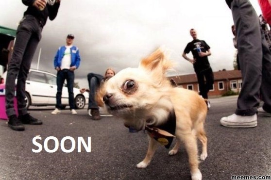 Soon. In fact, NOW says Evil Chihuahua